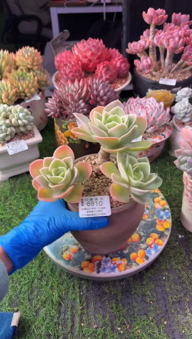 昆明印象多肉6910