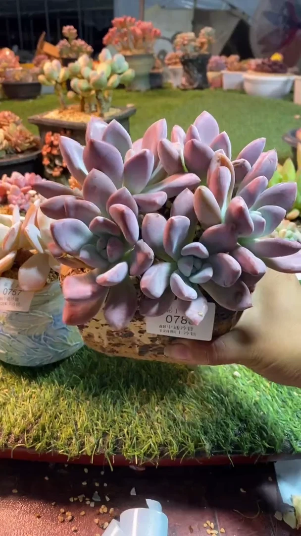 0780《满28包邮发货》