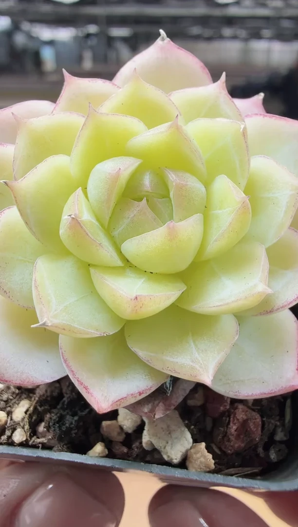 东云多肉园新款-62