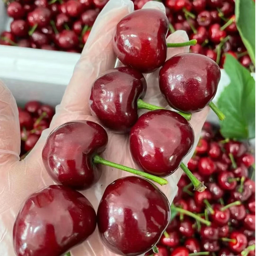 【烟台美早】大樱桃车厘子孕妇水果 新鲜采摘 产地直发 rz