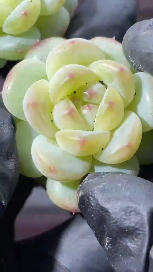 37-8 天灯系新品2-3厘米量拍发一颗