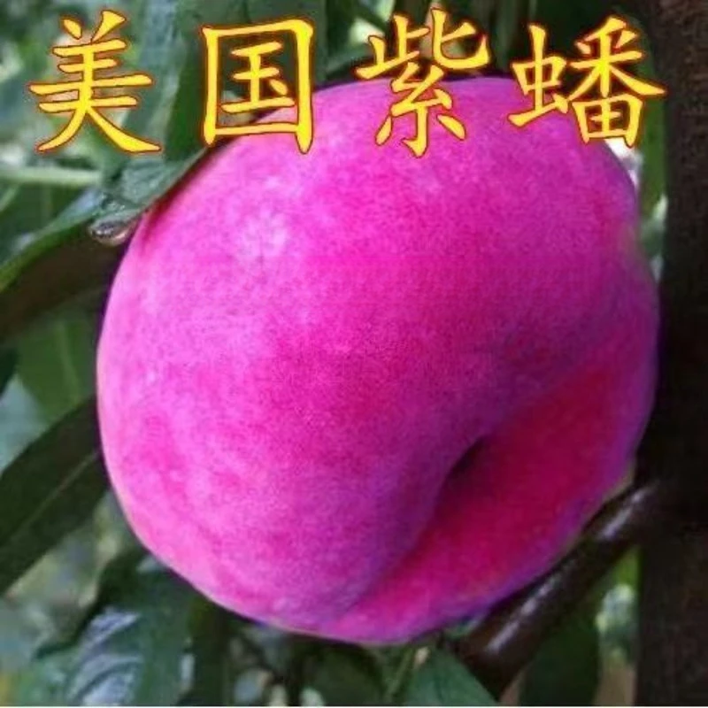 桃树新品种美国紫蟠桃树苗嫁接特大紫蟠桃树苗南北方种植当年结果