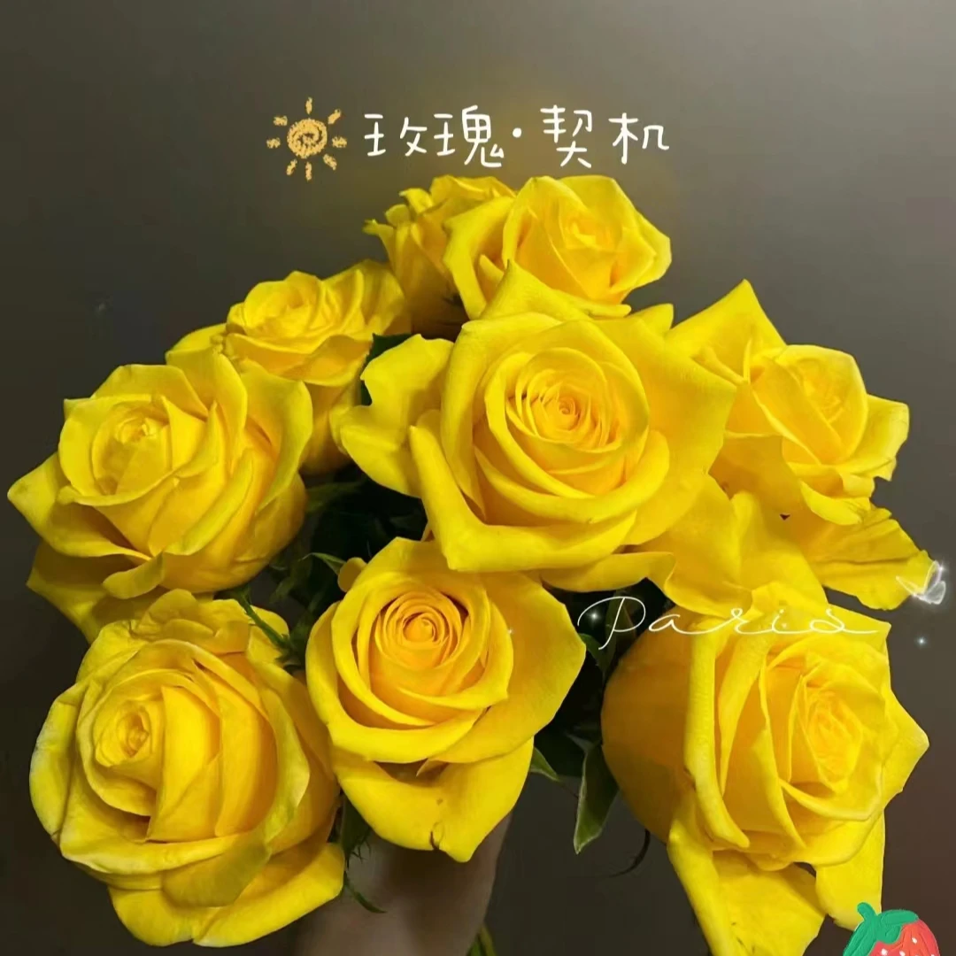 【卓昂玫瑰园】契机月季 大切花玫瑰 直立勤花 耐开抗病 多季