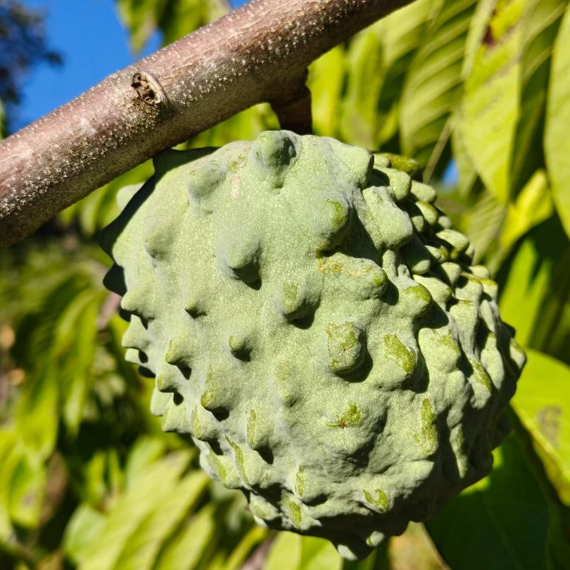 云南普洱大芦山新鲜包邮牛奶凤梨释迦果当季热带水果香甜软糯