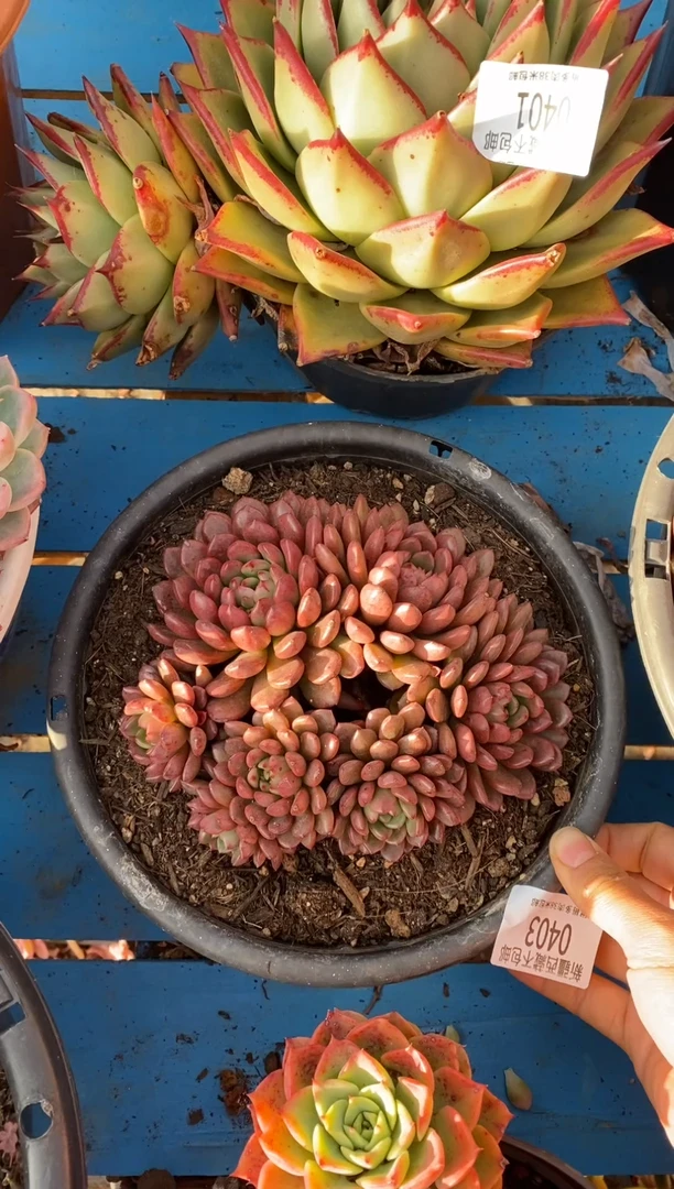 【闪购商品】0403红宝石