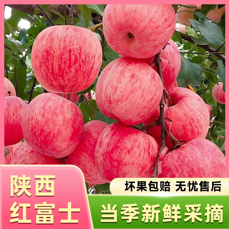 【中昱果皇】2025陕西红富士苹果5斤装甘甜多汁产地直发皮薄爽口