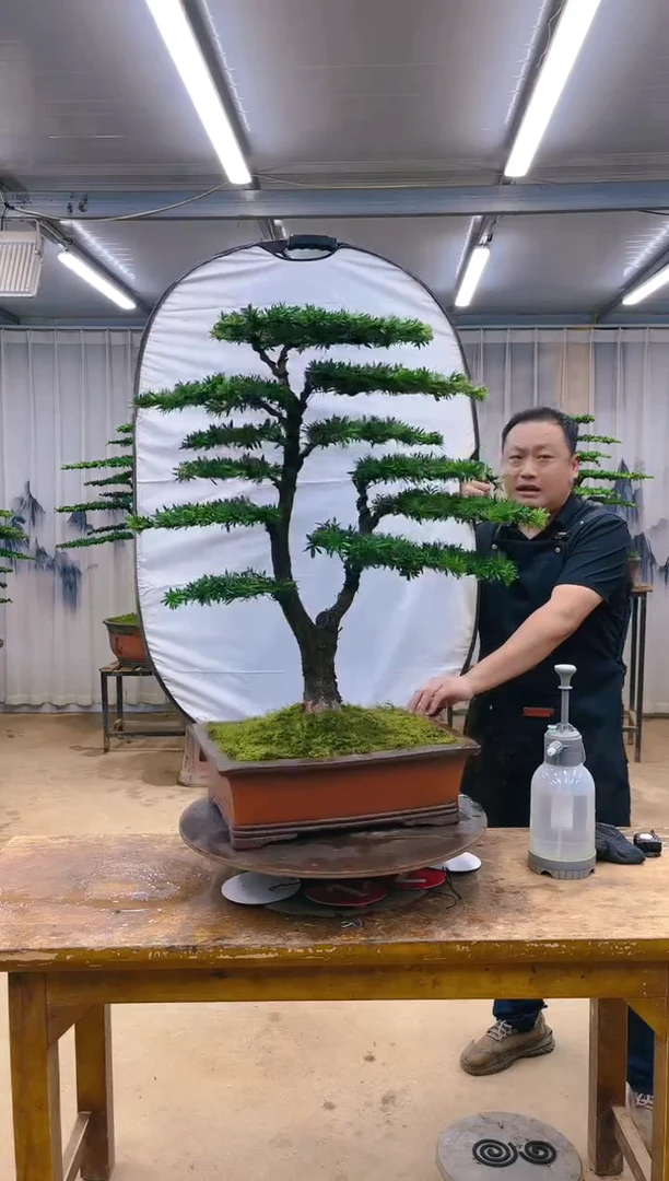 无花朵精品盆景  一物一拍