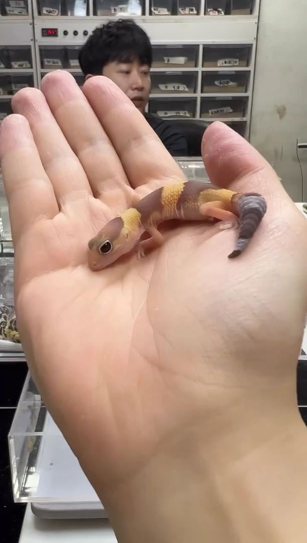 豹纹守宫豹纹守宫09