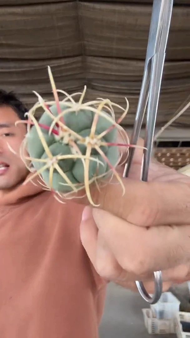 实生高木绯冠龙掉刺12.99配货看图