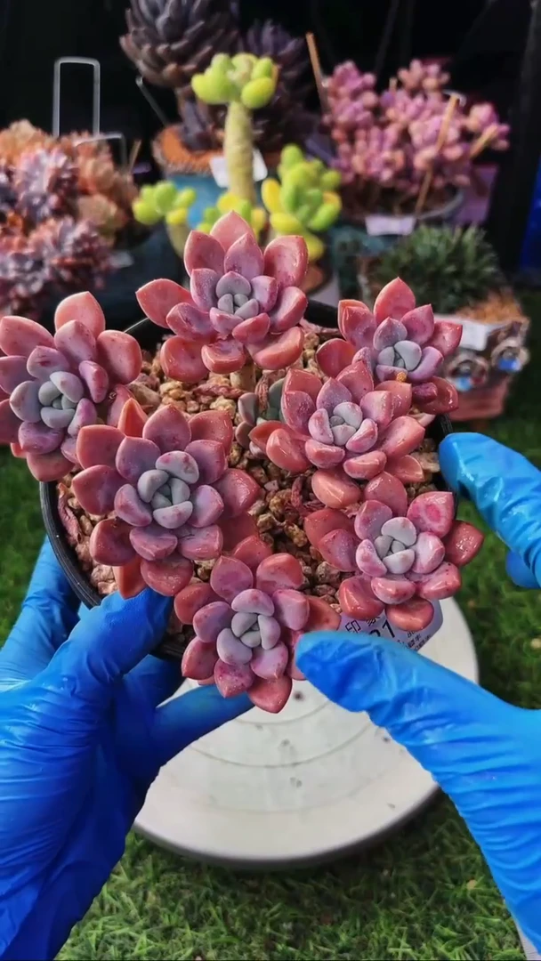 昆明印象多肉12115
