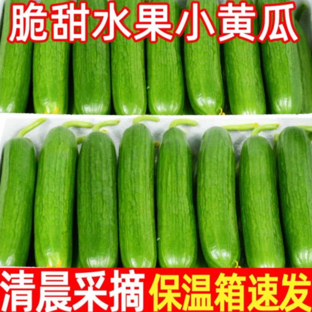 【新鲜采摘 坏果包赔】水果黄瓜新鲜时令黄瓜  净重2.5斤