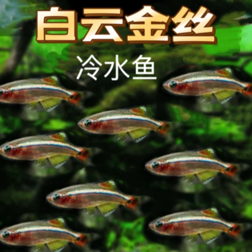 冷水白云金丝鱼小型鱼耐活耐低温活体淡水鱼国产灯科