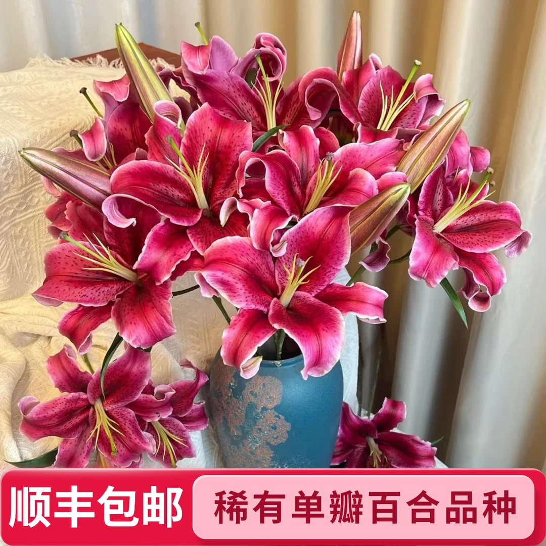 黑美人【稀有单瓣百合】顺丰包邮