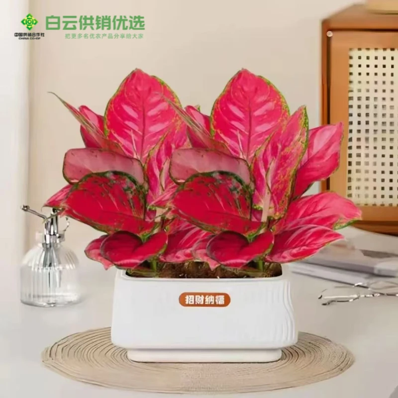 吉利红盆栽绿植花卉室内外客厅办公易养护土培红色植物美观