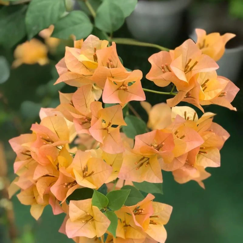 【金色光辉-新叶】三角梅介意运输途中落花落叶落秃 轻微折枝勿拍