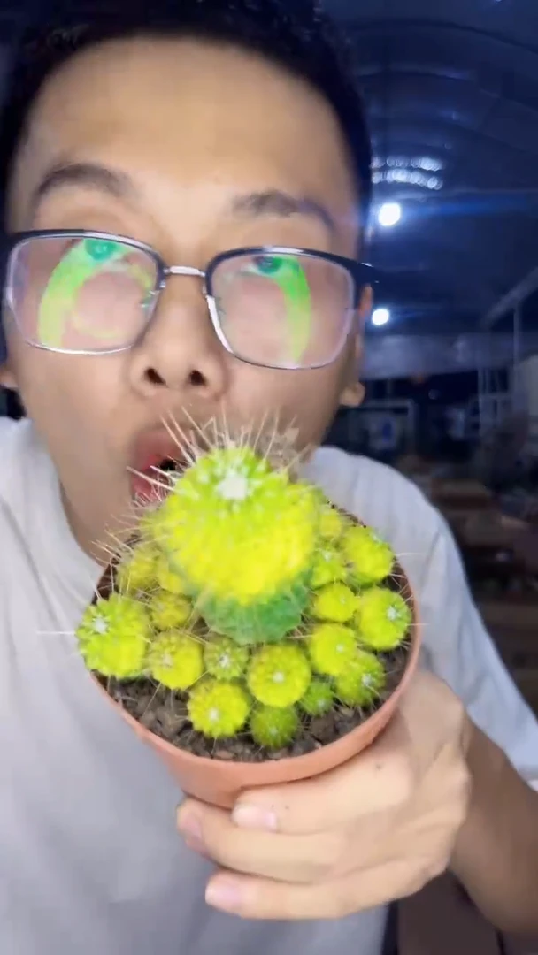 多头 无刺白珠【实生根】