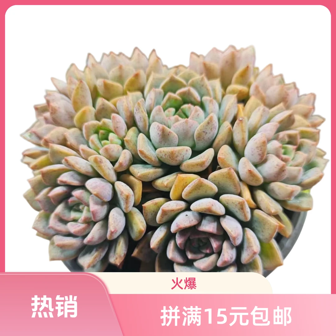多啦A梦 满15元包邮星花怒放阳台露台办公室绿植植物