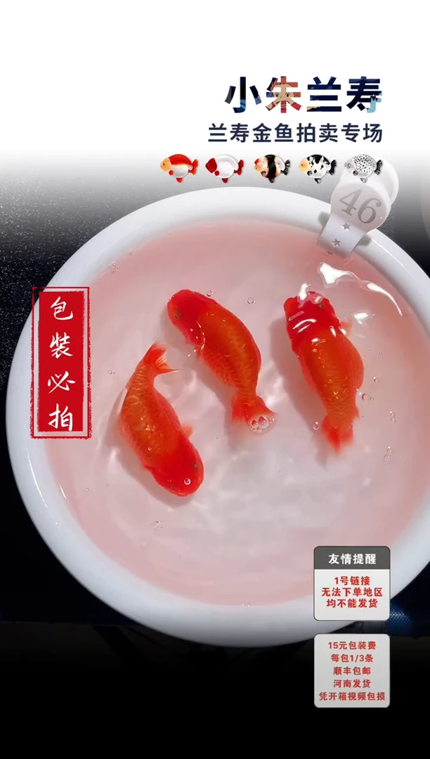 金鱼包装必拍未拍顺丰到付49号