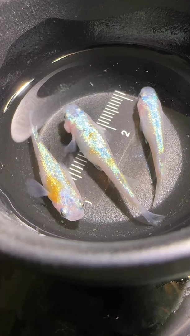 青鳉鱼观背青鳉观背青鳉74