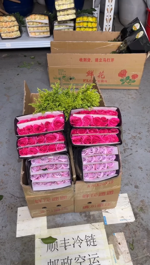 佛洛依德20枝+海洋之歌20枝+黄莺