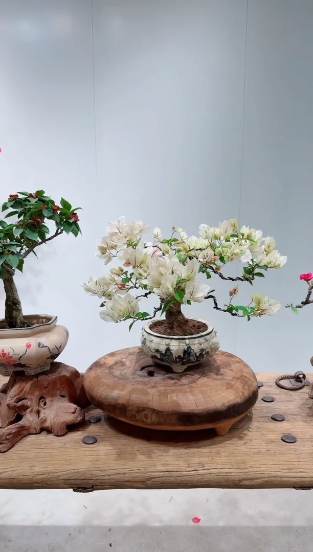 无花朵杯**樽三角梅章红樱