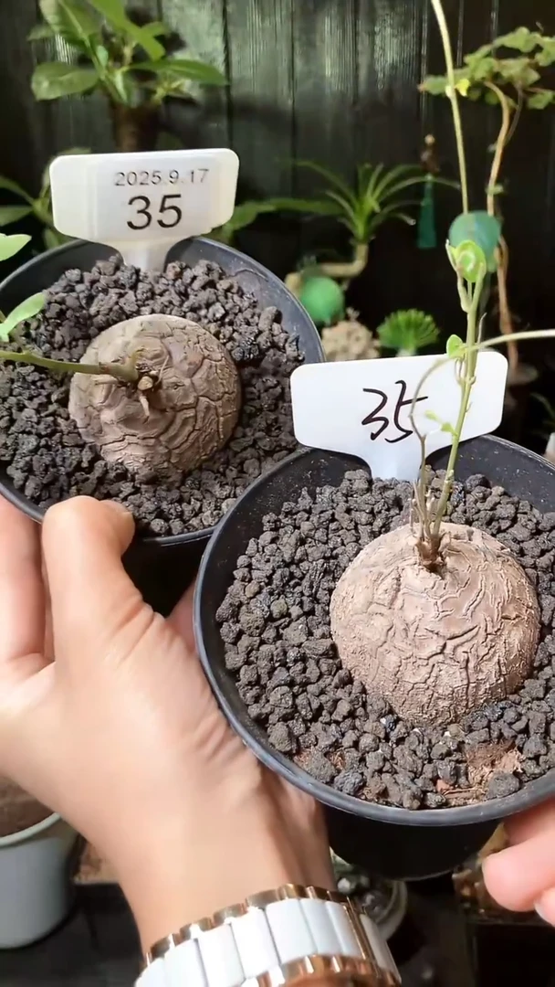 35号917福利南非龟甲龙买1个送1个