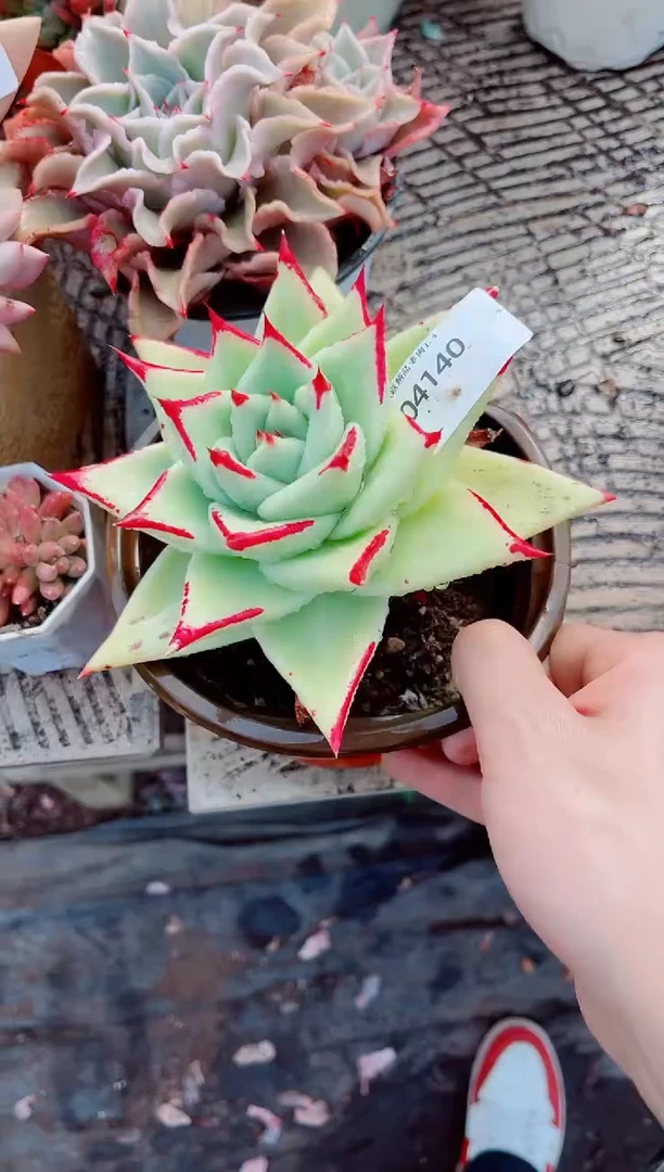 清**光跃跃精品多肉04140