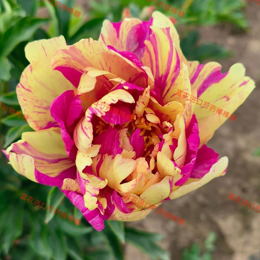 伊藤系列芍药棒棒糖花卉电影大芍药花香水百合芍药花伊莲娜