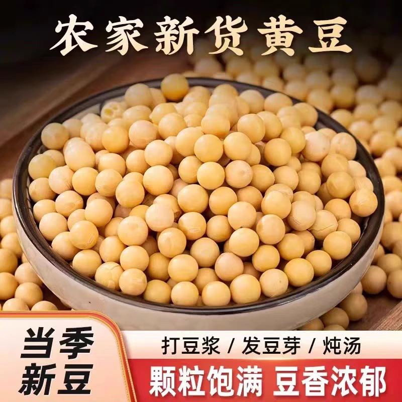 新黄豆新鲜黄豆打豆浆可打豆浆芽煮粥煲汤农家新黄豆种子大豆新货