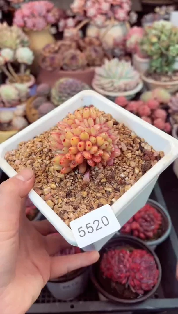 【闪购商品】5520凌雪缀化多肉