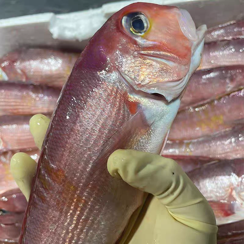 东海海鲜斧头鱼马头鱼方头鱼甘鲷肉质鲜嫩刺少肉多海鱼