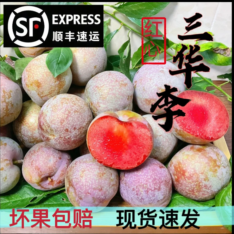 信宜钱排三华李当季红心李现摘现发【大中小果】