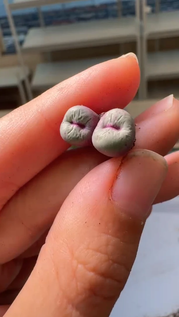 28-231多肉植物肉锥贝特芬