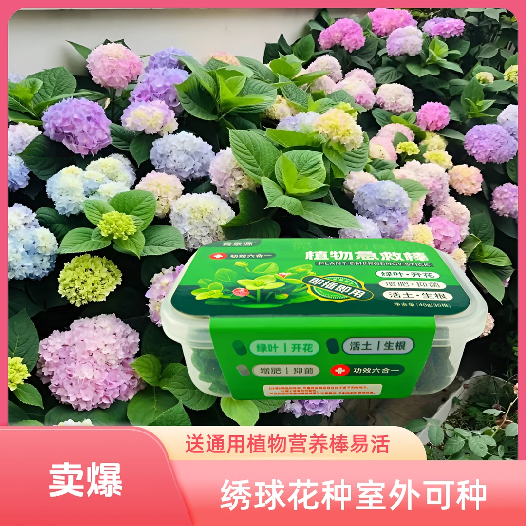 绣球花种子【送营养棒一盒】四季播种室外花草种子绣球花卉种子