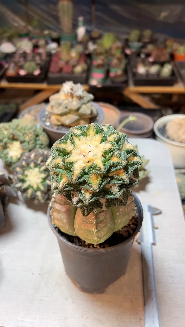 【闪购商品】晚17号辛盾牡丹8.3cm1颗无根