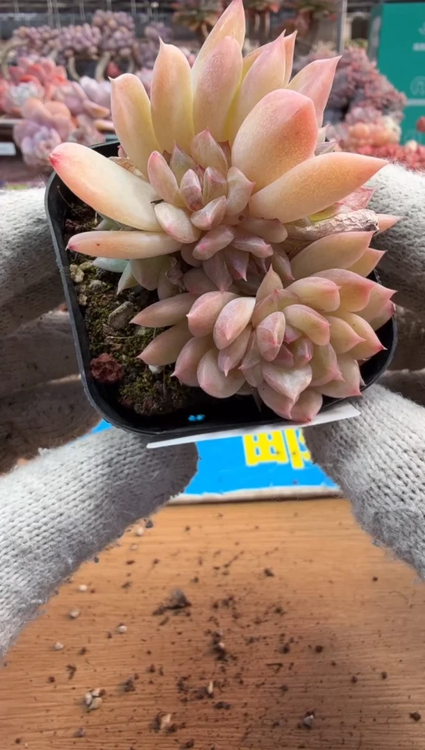 东云多肉园三店-137