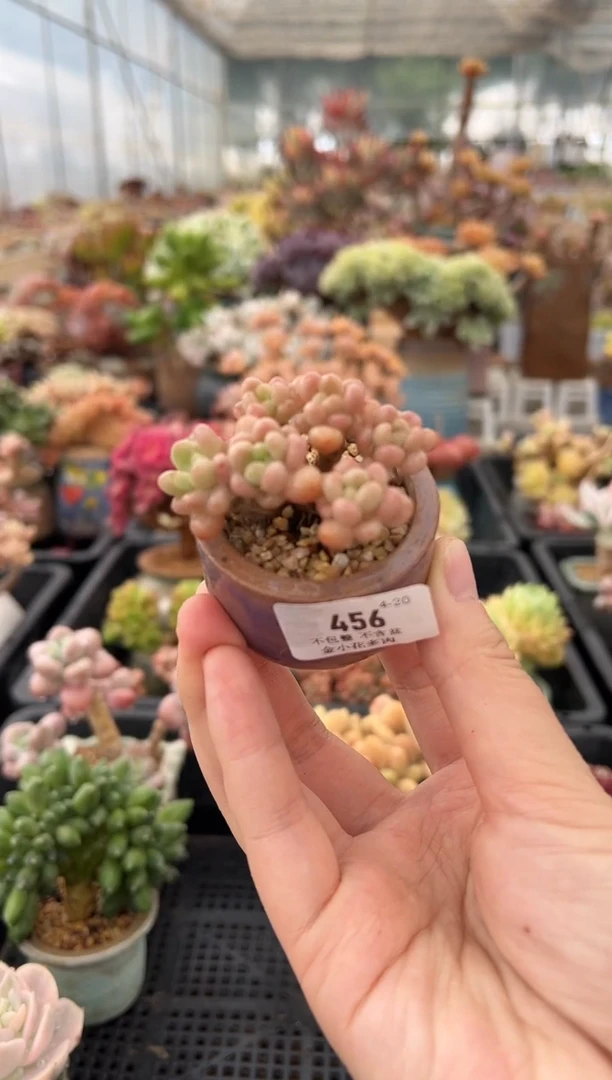 456          不带盆