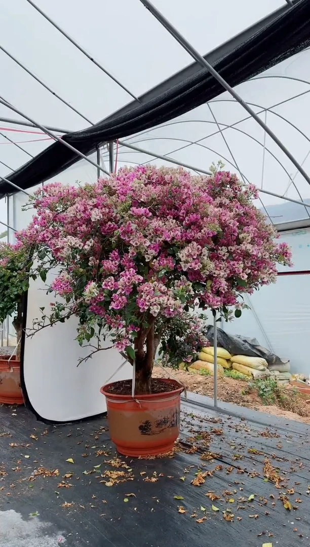 【闪购商品】盆景梦幻雪紫