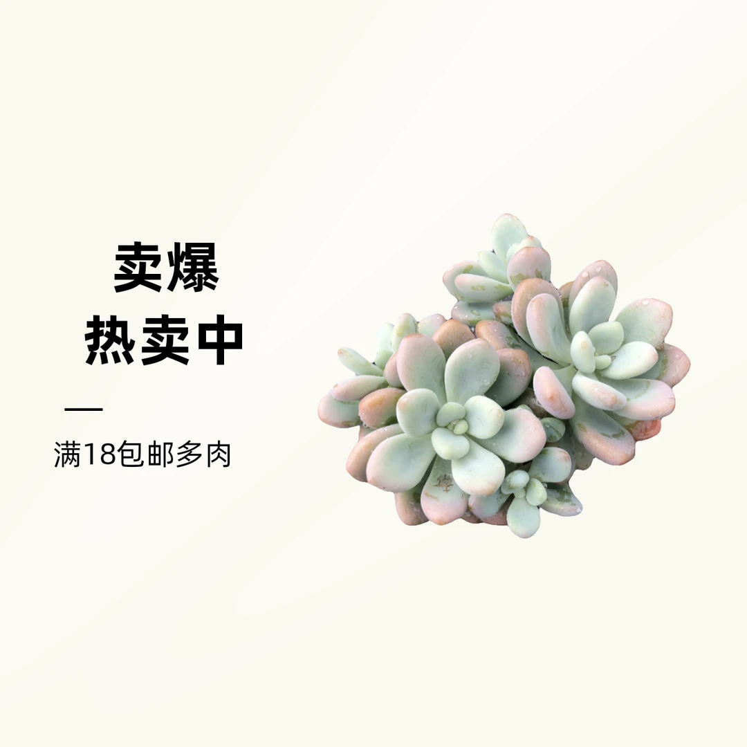 洛神满9.9元包邮 多肉植物 直播间展示为准