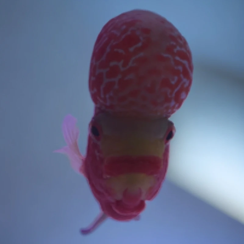 泰国罗汉鸿运当头活体鱼母鱼1条