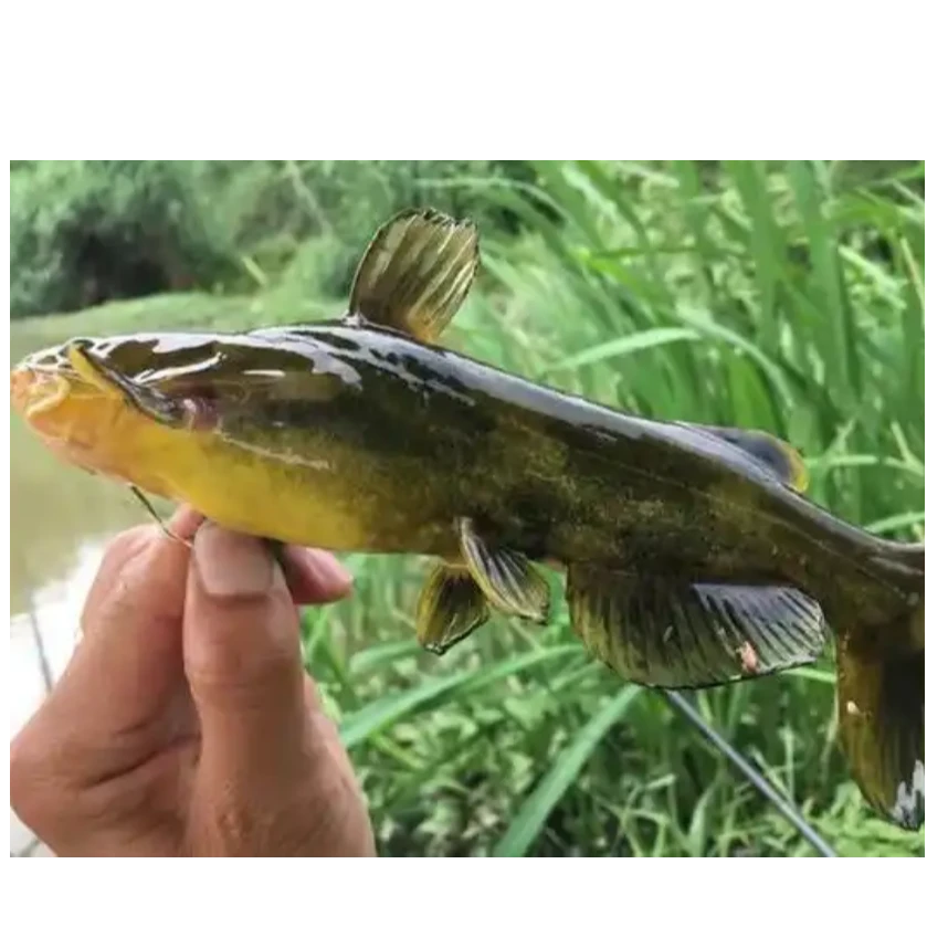 【现杀】戈鱼500g±10g/份（一斤约4-5条）   上午有货，下单请注意时间