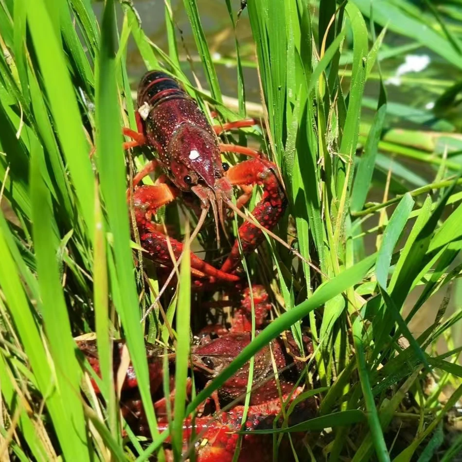 项老八寒地小龙虾