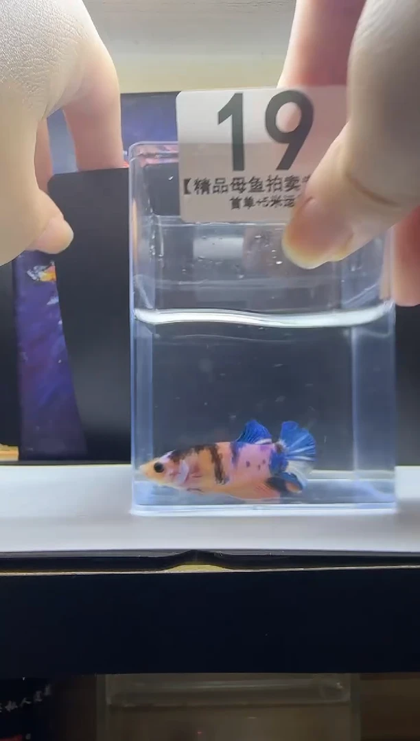 斗鱼精品母鱼编号19