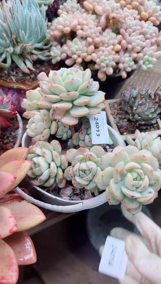 【闪购商品】24013