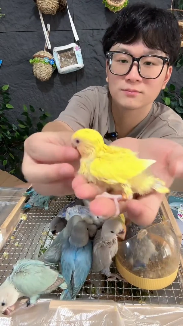 桃脸牡丹鹦鹉黄桃