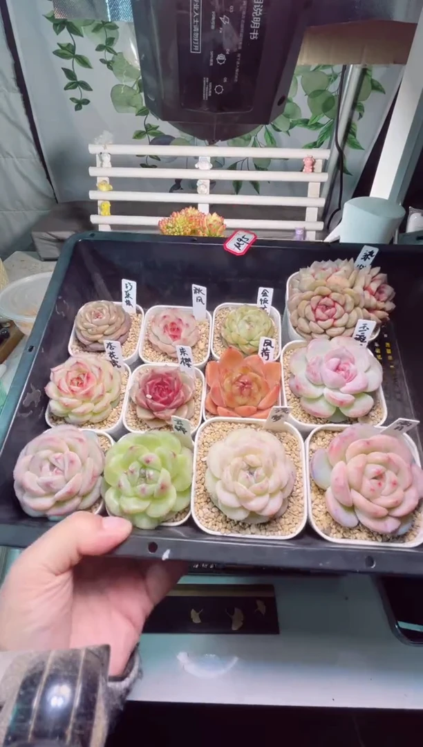 【闪购商品】M95打包12个多肉