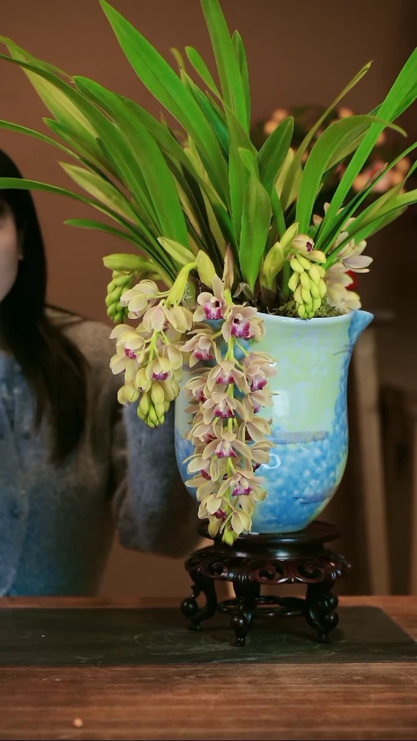 【闪购商品】盆景粉宝石