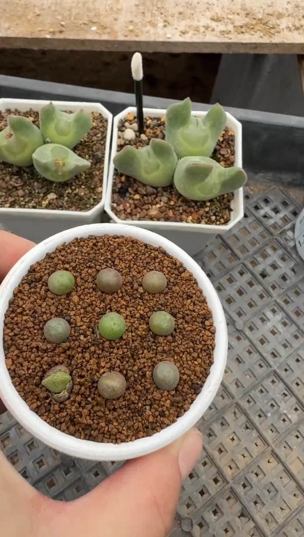 【闪购商品】1/23-3猫耳空蝉一颗