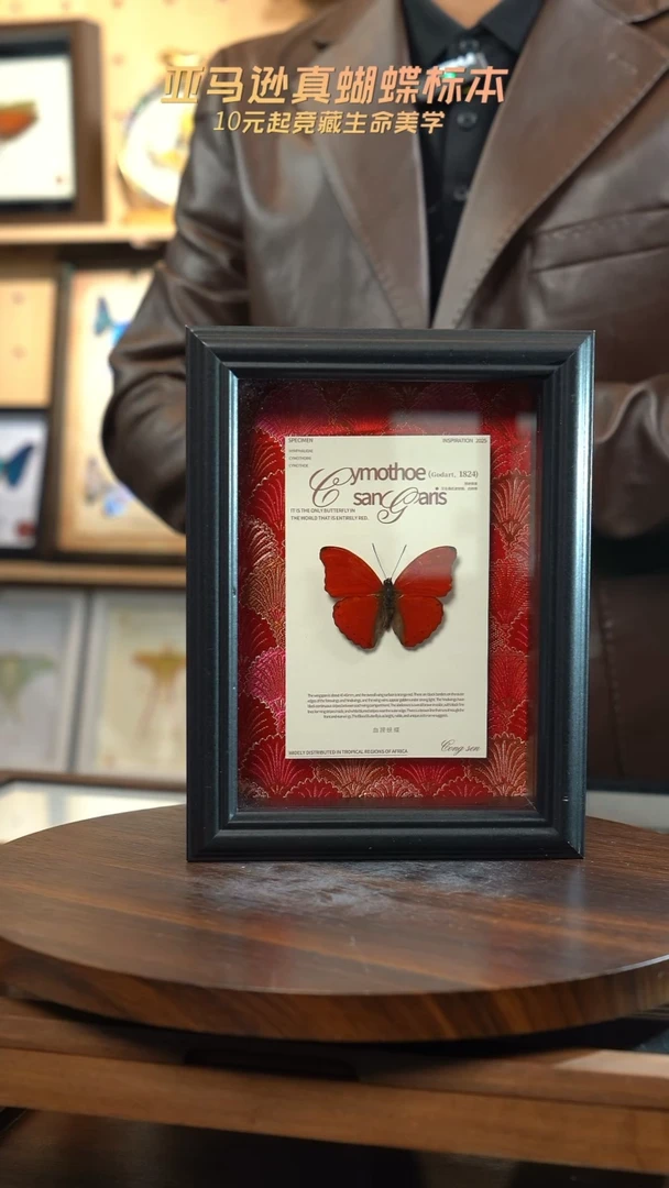 血漪蛱蝶红布底新版本