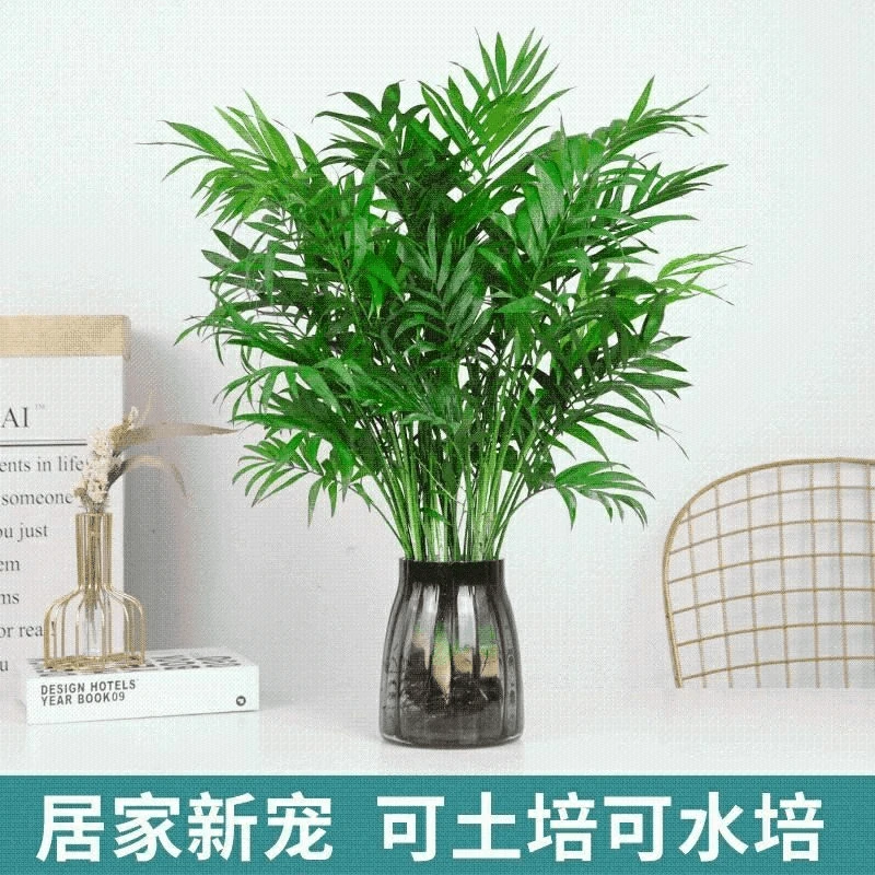 袖珍椰子水培植物驱蚊竹水养富贵椰子客厅办公室桌面好养绿植花卉